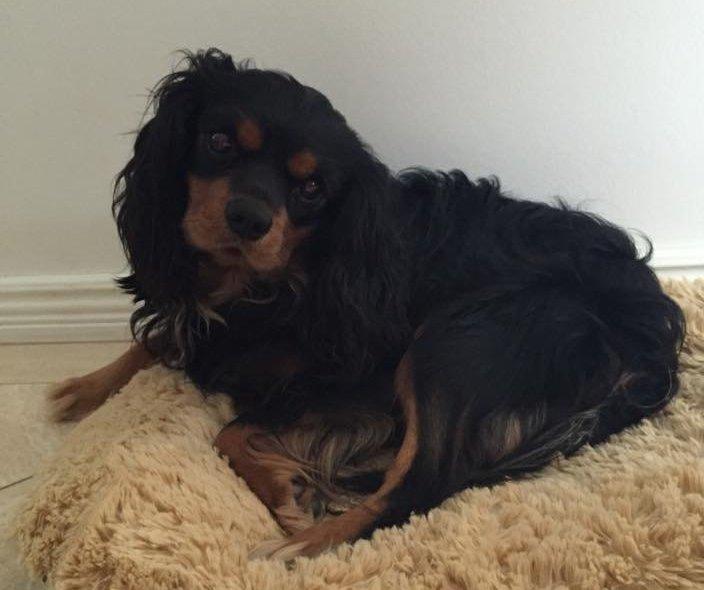 Cavalier king charles spaniel Cavalierbyen Loveable Milo (Milo) billede 7