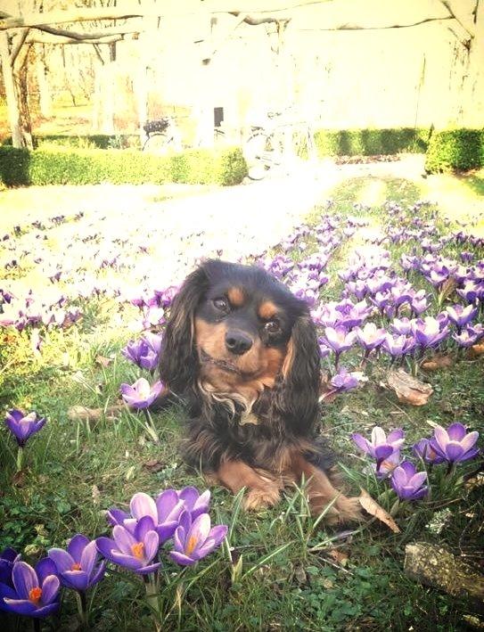 Cavalier king charles spaniel Cavalierbyen Loveable Milo (Milo) billede 5