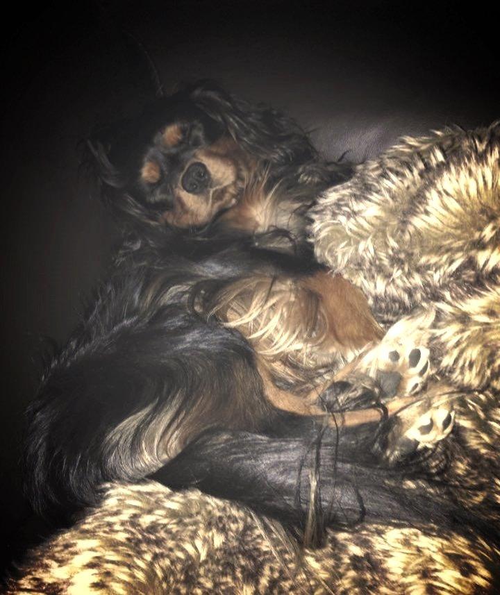 Cavalier king charles spaniel Cavalierbyen Loveable Milo (Milo) billede 4