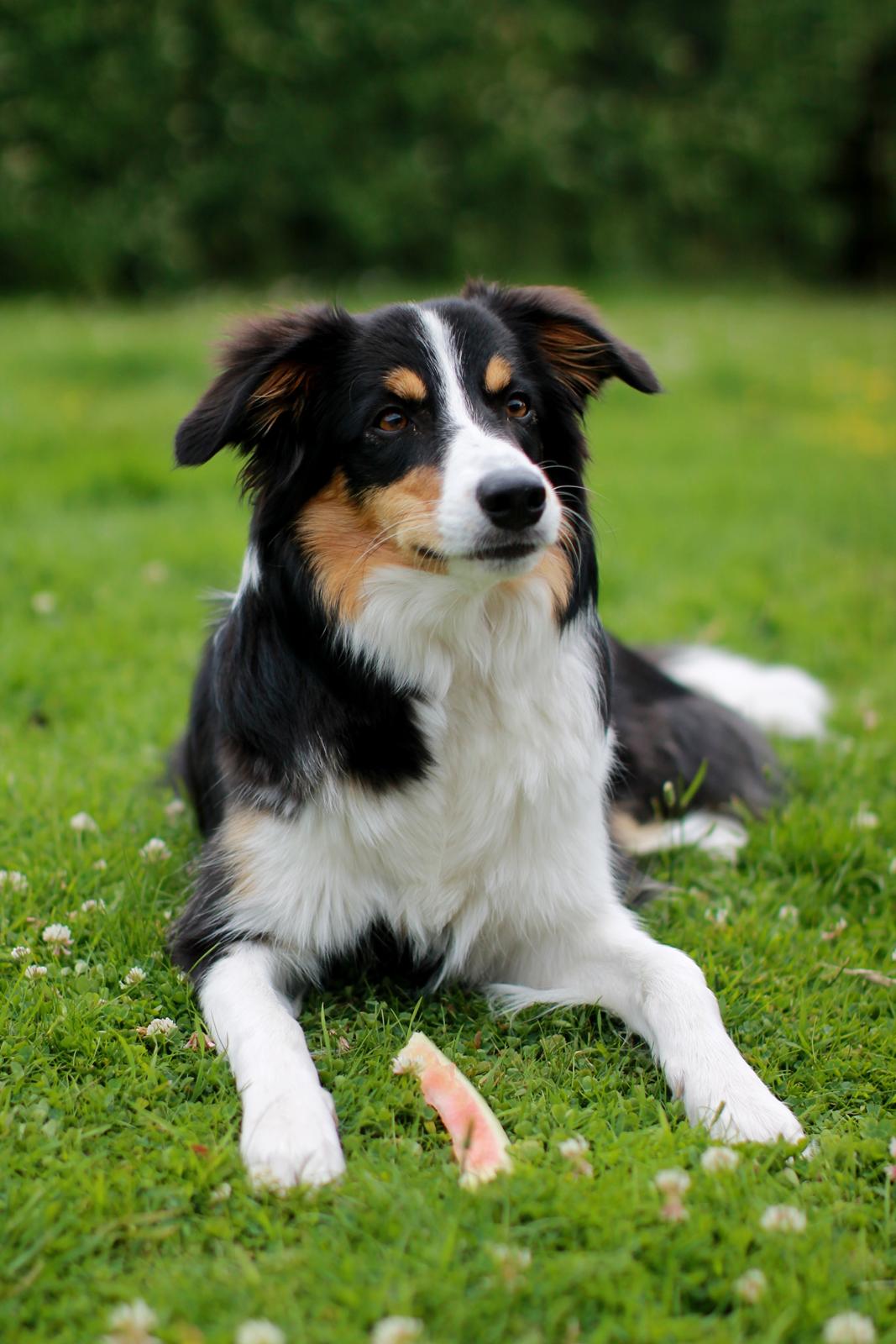 Border collie Onlystar's I Love You Rebel [Bella] billede 18