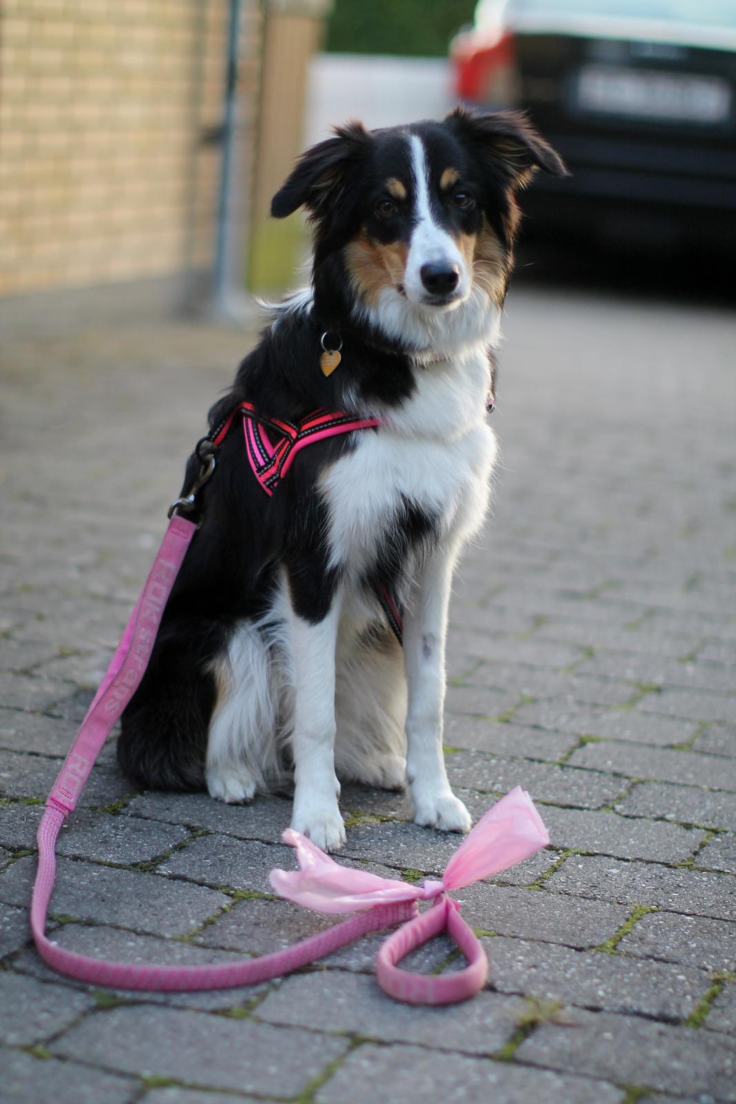 Border collie Onlystar's I Love You Rebel [Bella] billede 15