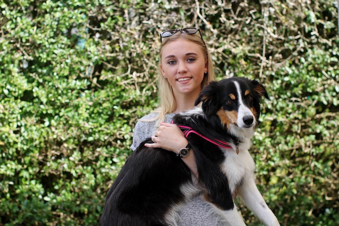 Border collie Onlystar's I Love You Rebel [Bella] billede 9