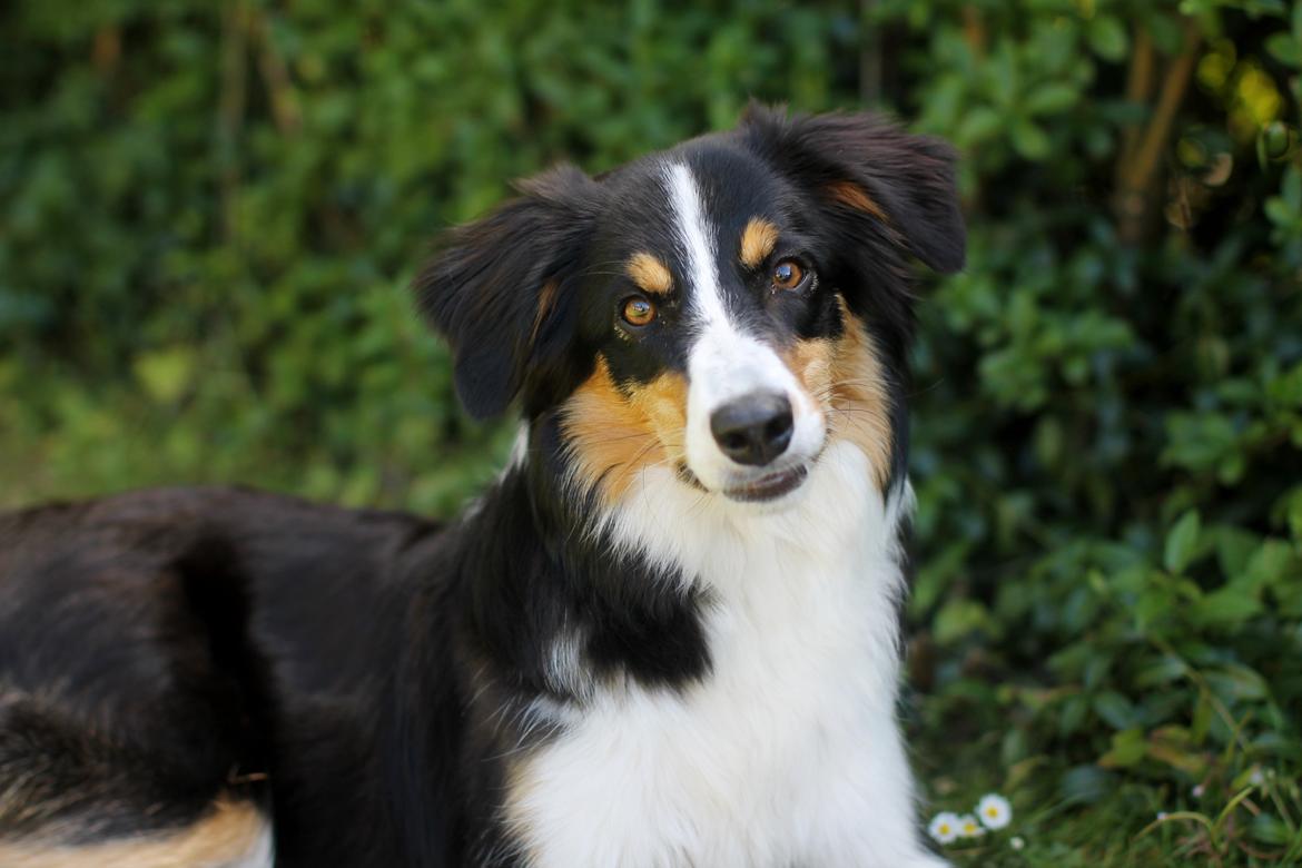 Border collie Onlystar's I Love You Rebel [Bella] billede 11