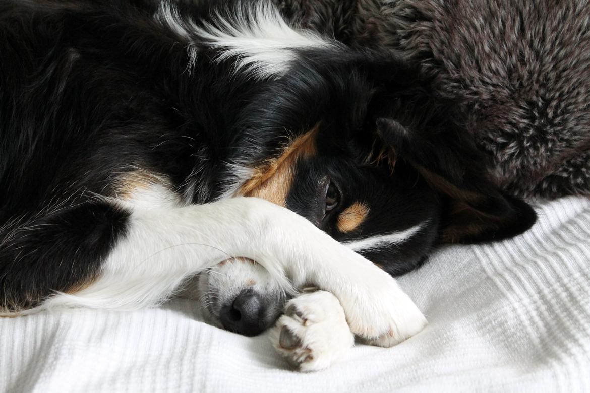 Border collie Onlystar's I Love You Rebel [Bella] billede 8