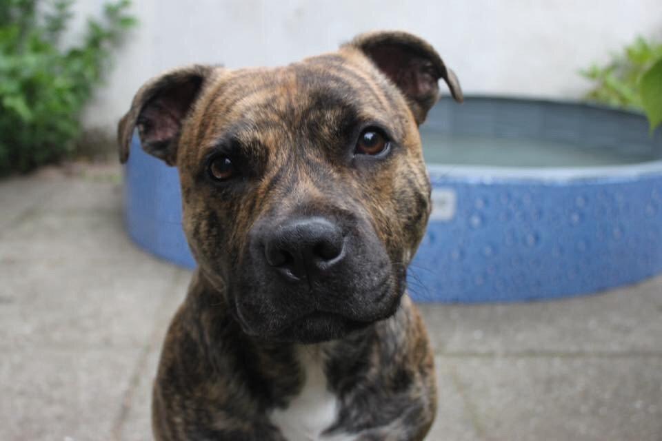 Staffordshire bull terrier Rogstaff's Zevs - Thorkil billede 5