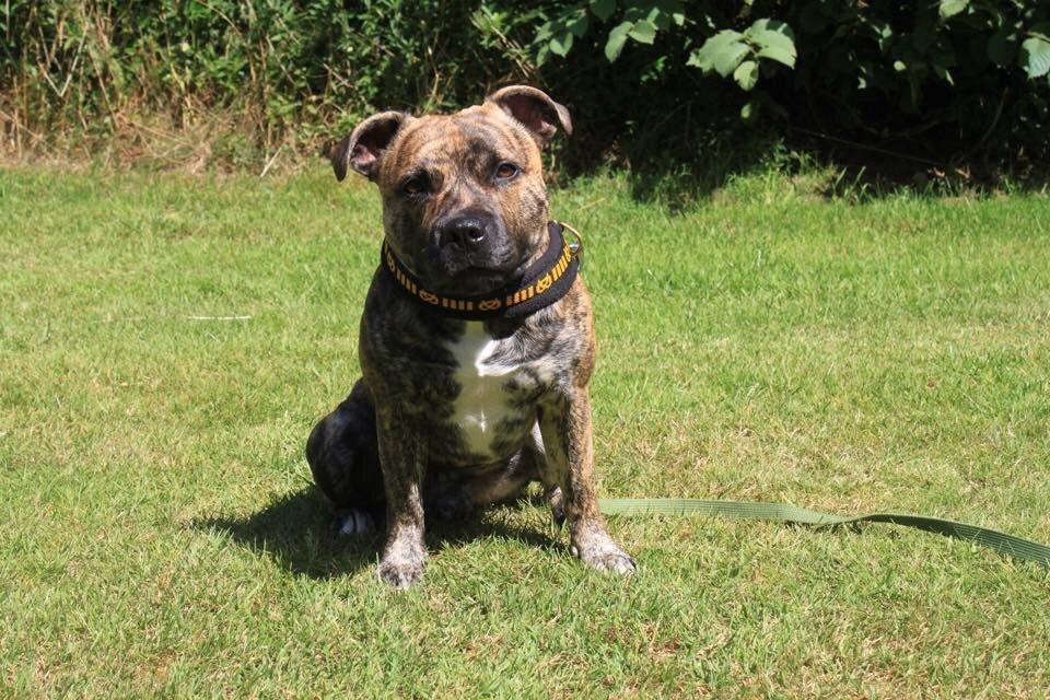 Staffordshire bull terrier Rogstaff's Zevs - Thorkil billede 4