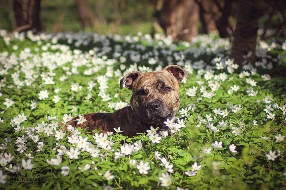 Staffordshire bull terrier Rogstaff's Zevs - Thorkil billede 6