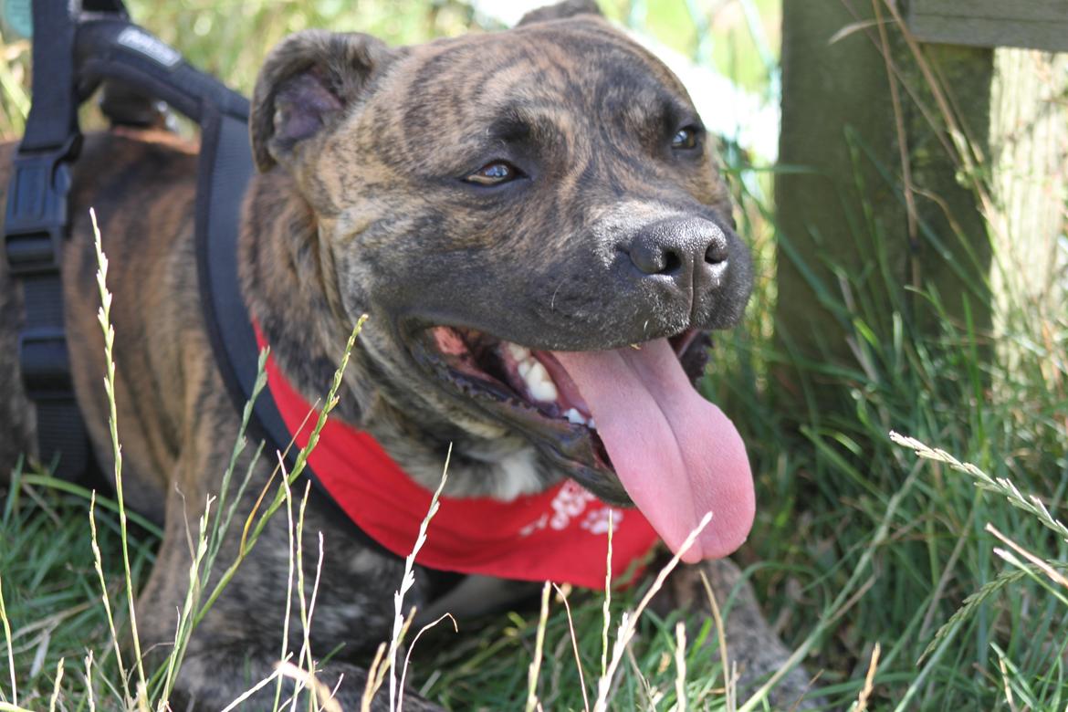 Staffordshire bull terrier Rogstaff's Zevs - Thorkil billede 8