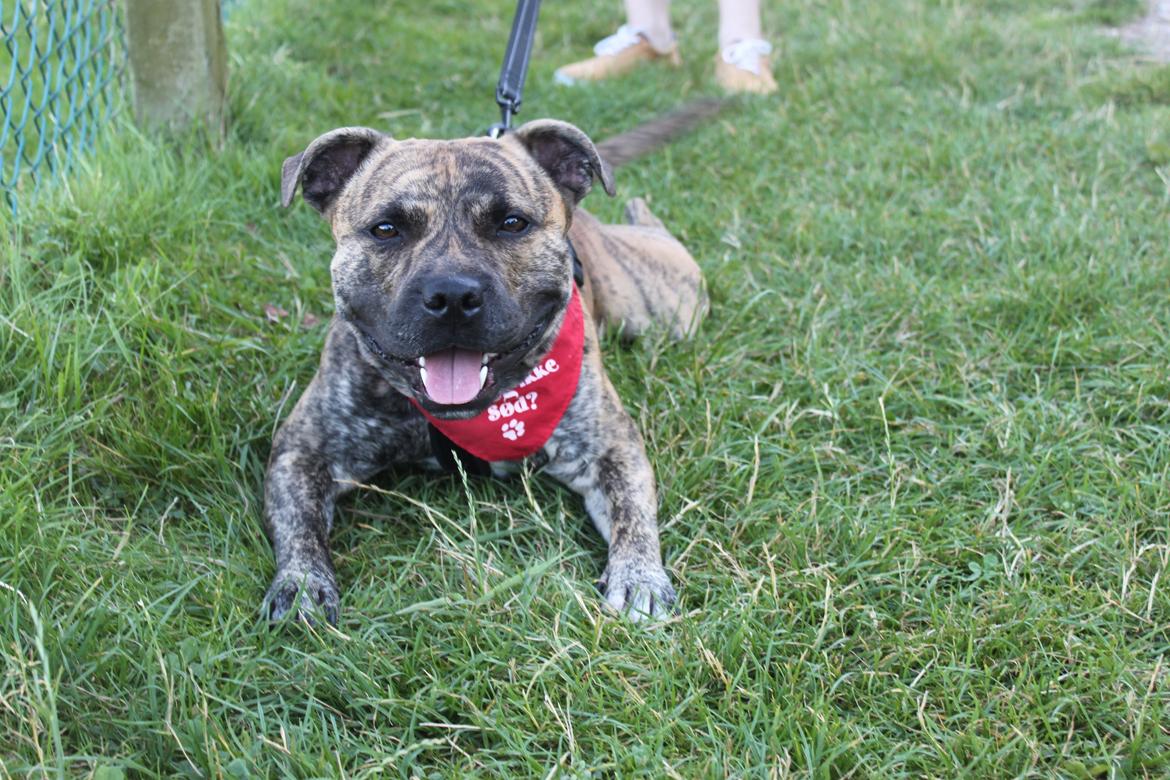 Staffordshire bull terrier Rogstaff's Zevs - Thorkil billede 9
