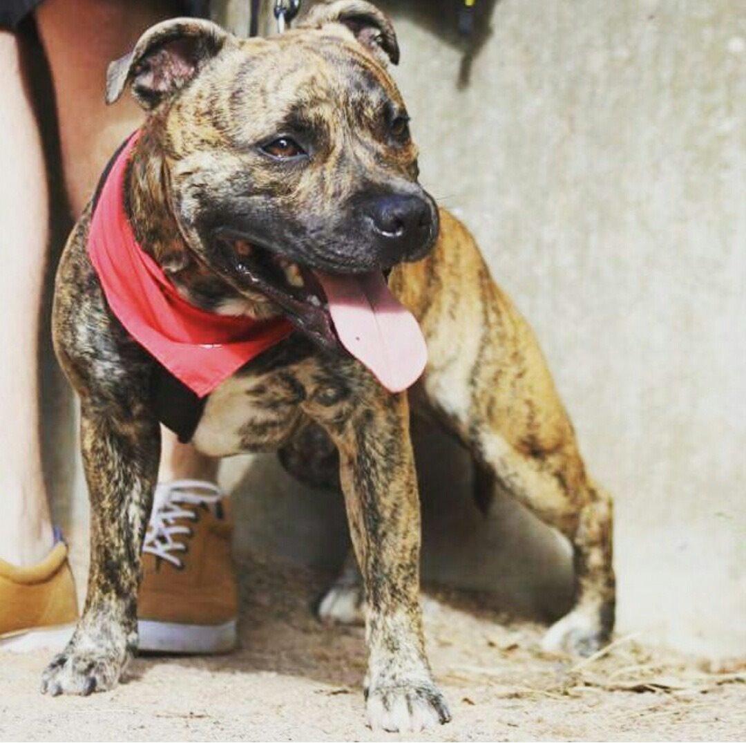 Staffordshire bull terrier Rogstaff's Zevs - Thorkil billede 7