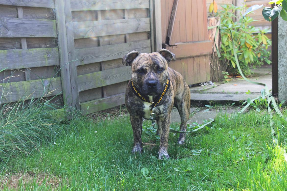 Staffordshire bull terrier Rogstaff's Zevs - Thorkil billede 10