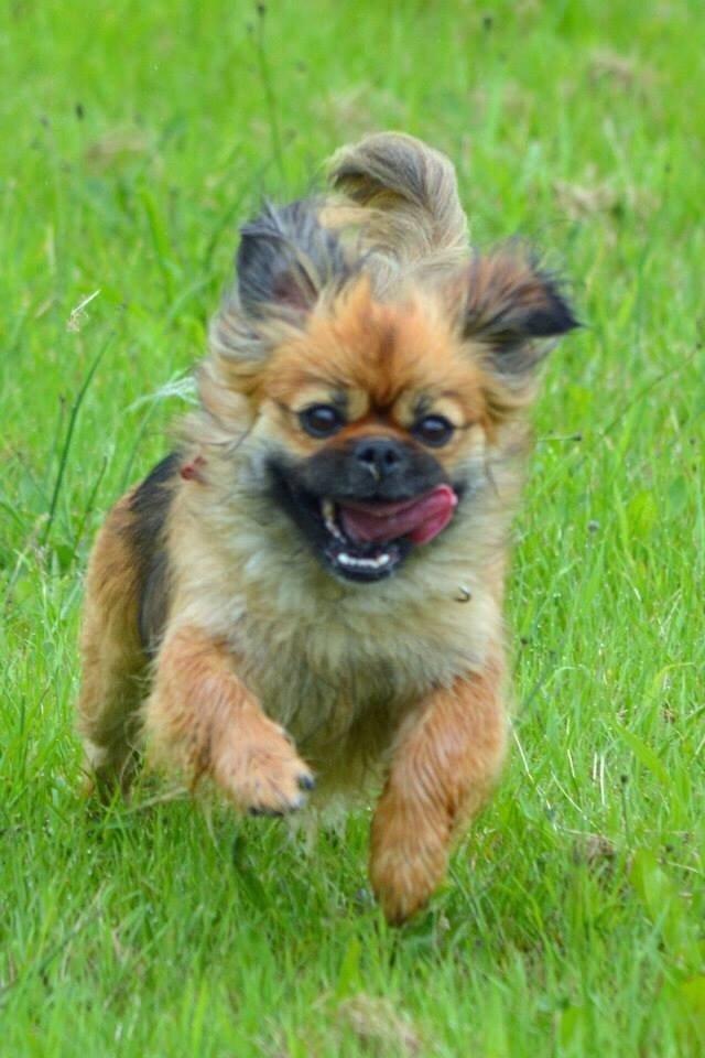 Blanding af racer Jackline R.I.P D.19/7-13 billede 44