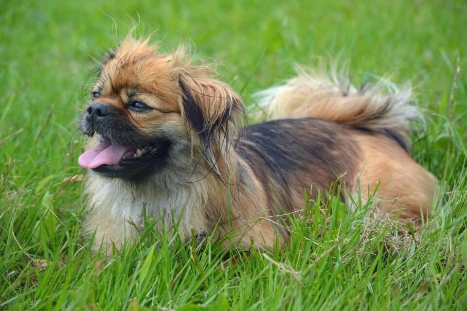 Blanding af racer Jackline R.I.P D.19/7-13 billede 45