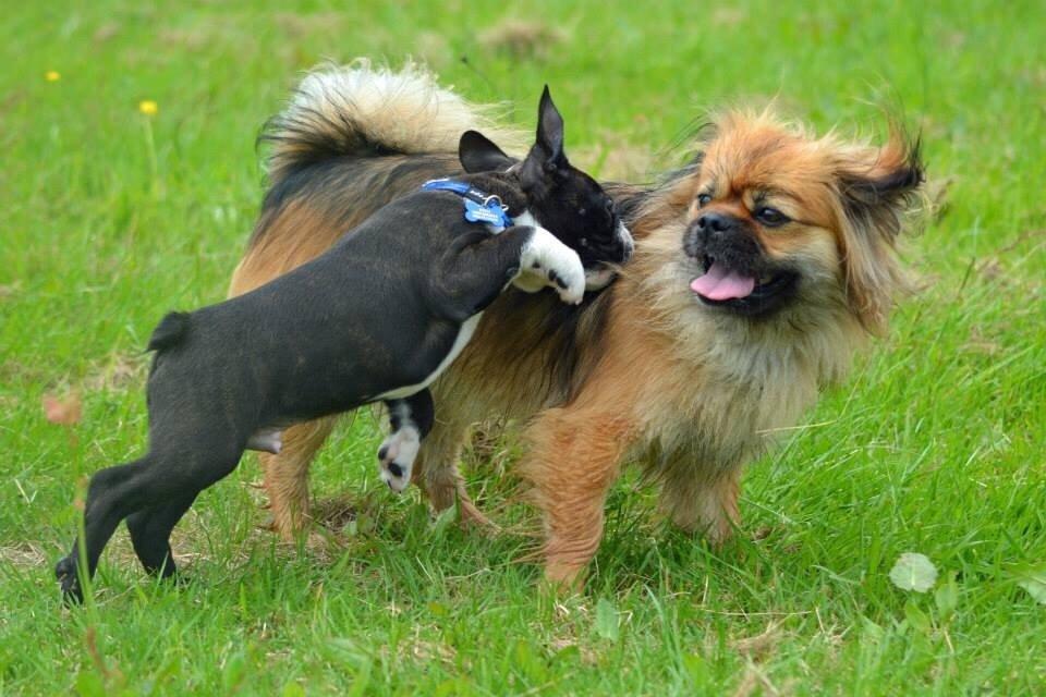 Blanding af racer Jackline R.I.P D.19/7-13 billede 47