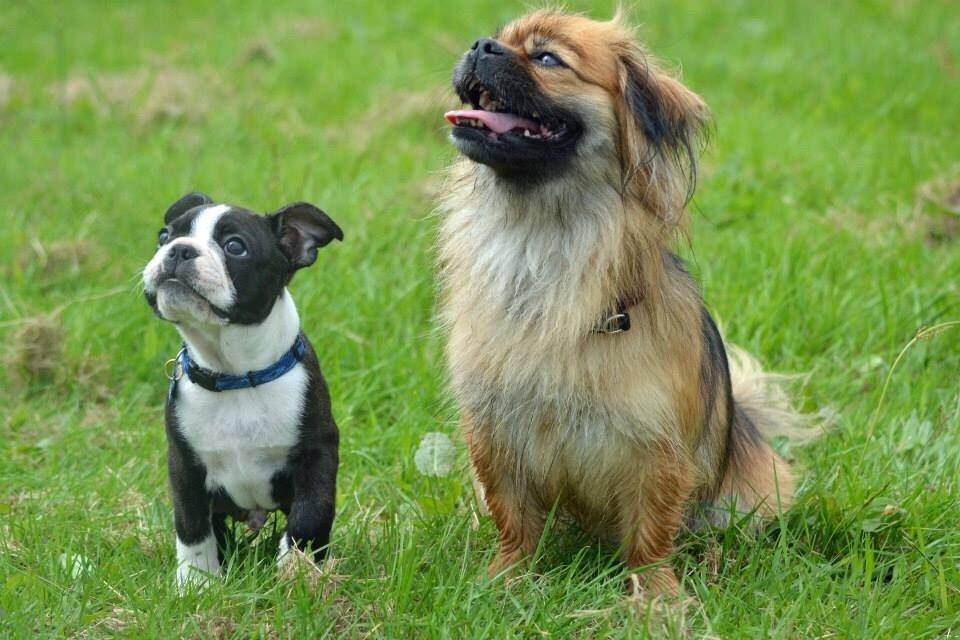 Blanding af racer Jackline R.I.P D.19/7-13 billede 46