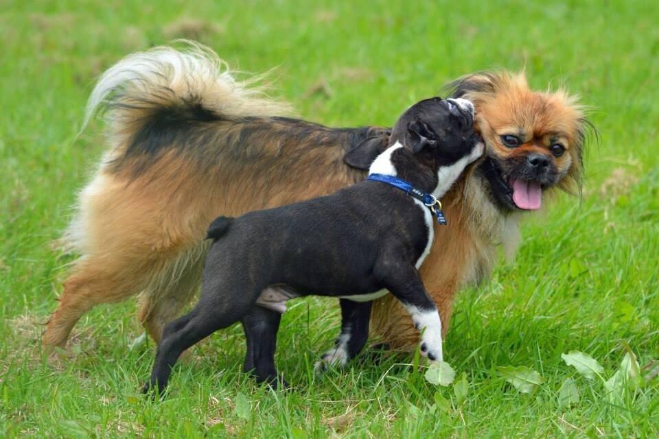 Blanding af racer Jackline R.I.P D.19/7-13 billede 48