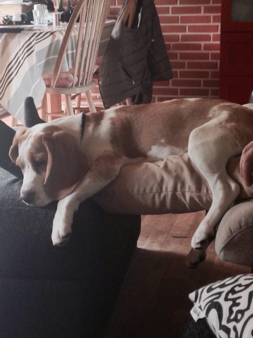 Beagle The beagles My Valentine aka Cody<3 billede 2