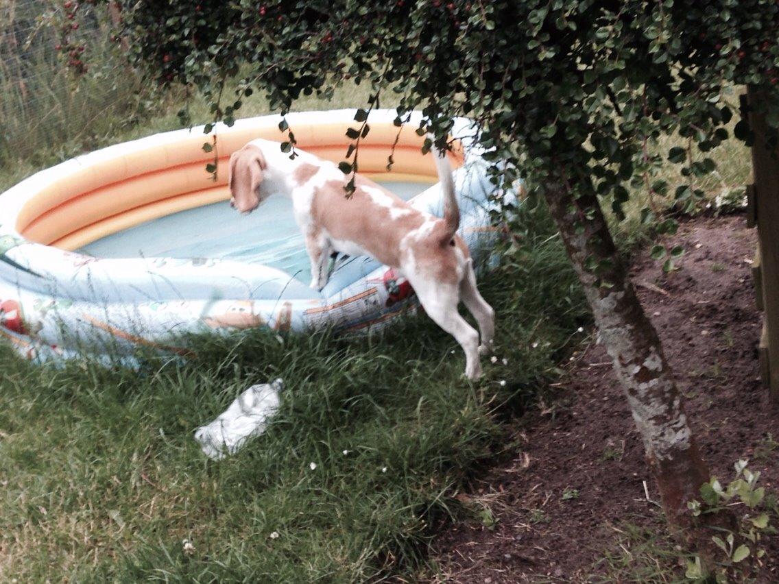 Beagle The beagles My Valentine aka Cody<3 billede 1