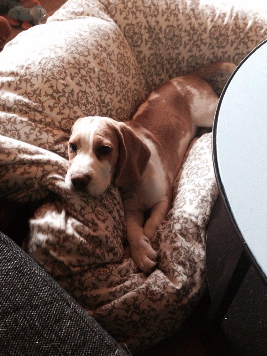 Beagle The beagles My Valentine aka Cody<3 billede 3