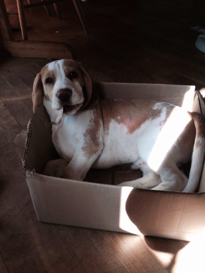 Beagle The beagles My Valentine aka Cody<3 billede 4