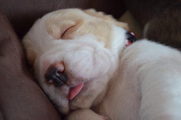 Beagle The beagles My Valentine aka Cody<3 billede 6