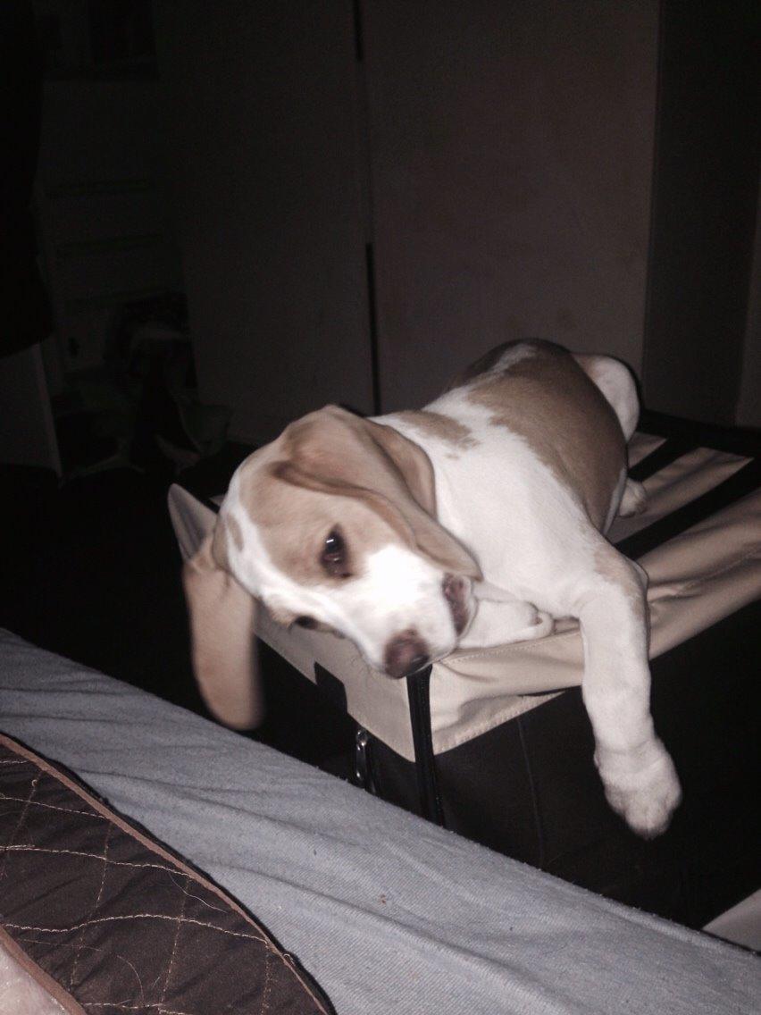 Beagle The beagles My Valentine aka Cody<3 billede 5