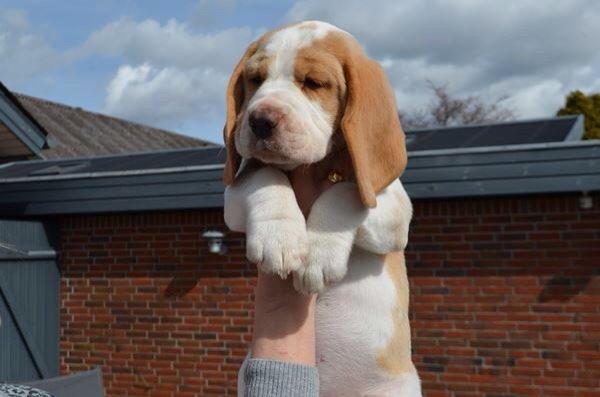 Beagle The beagles My Valentine aka Cody<3 billede 7