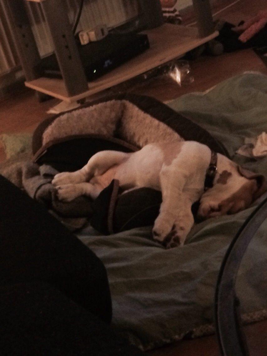 Beagle The beagles My Valentine aka Cody<3 billede 8