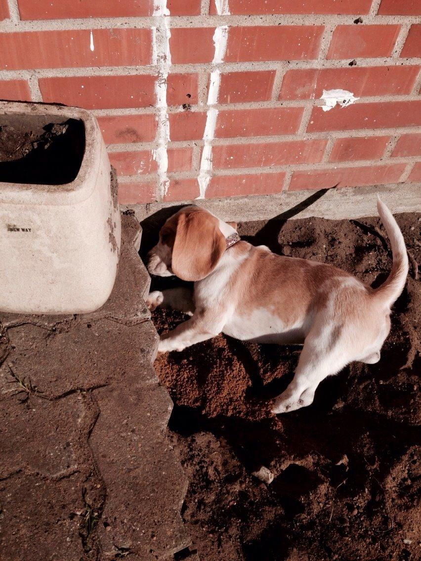 Beagle The beagles My Valentine aka Cody<3 billede 9