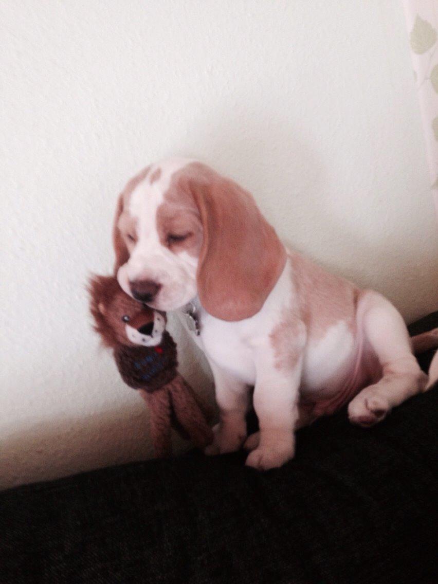 Beagle The beagles My Valentine aka Cody<3 billede 10