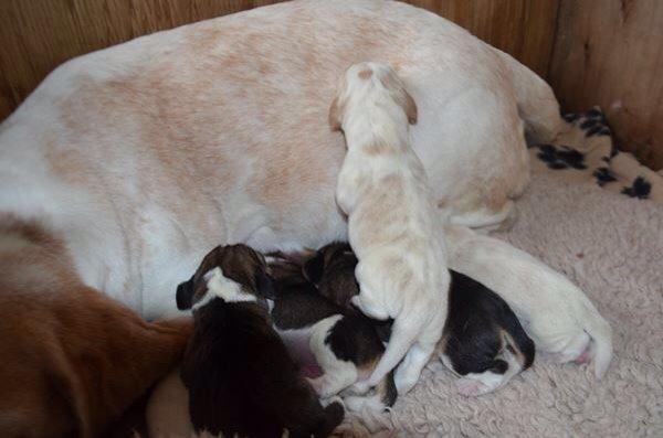 Beagle The beagles My Valentine aka Cody<3 billede 12