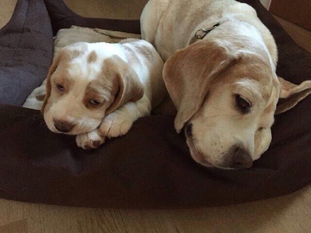 Beagle The beagles My Valentine aka Cody<3 billede 11