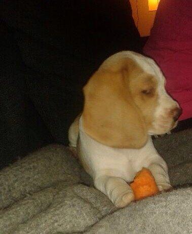 Beagle The beagles My Valentine aka Cody<3 billede 14