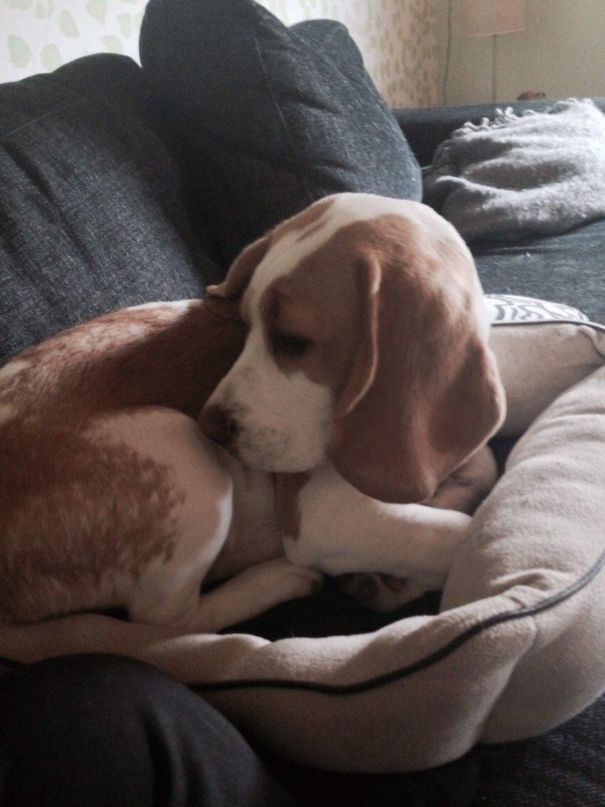 Beagle The beagles My Valentine aka Cody<3 billede 13