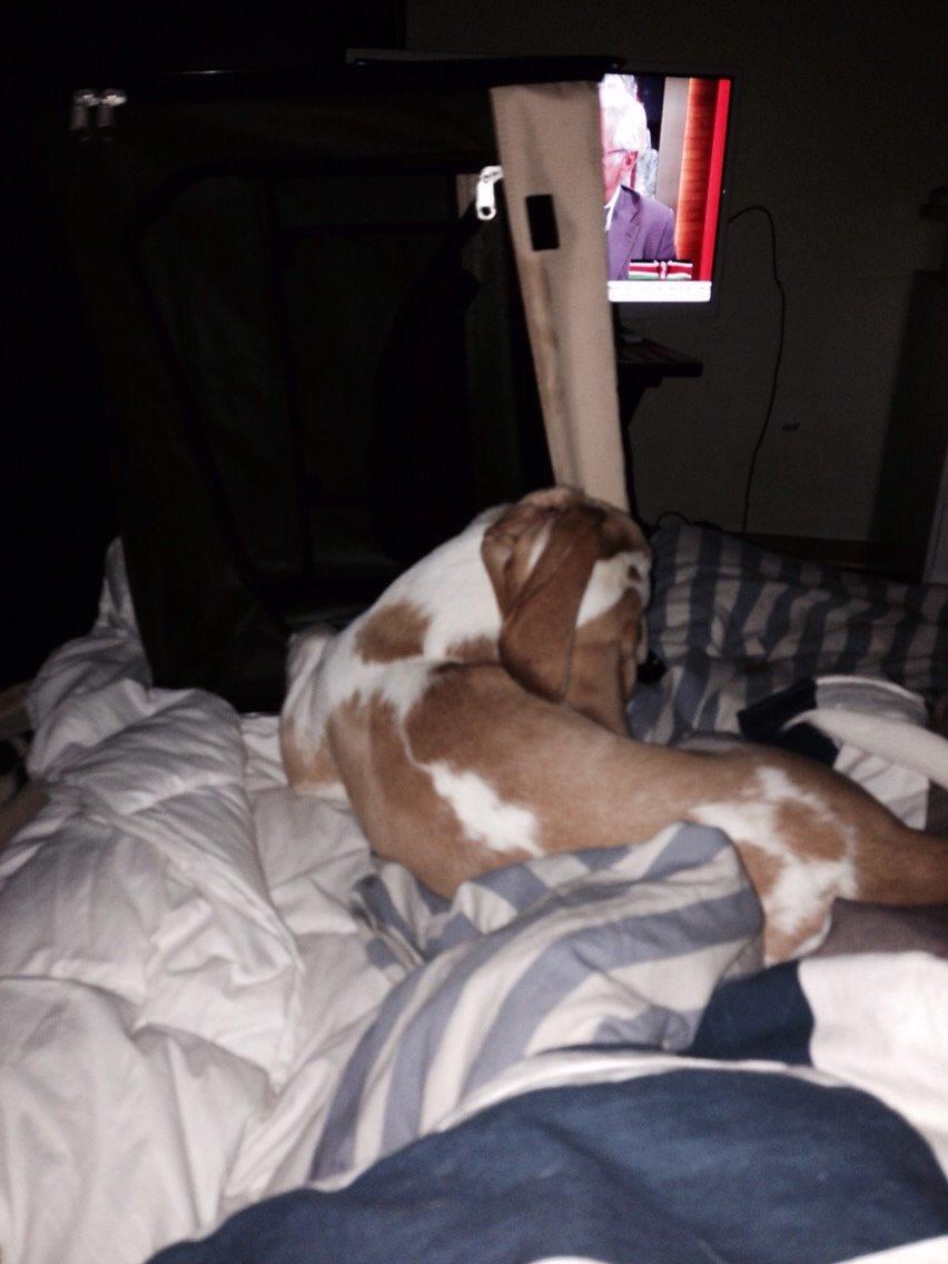 Beagle The beagles My Valentine aka Cody<3 billede 15