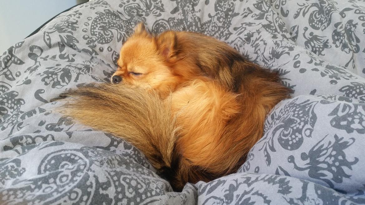 Pomeranian Milo  billede 1