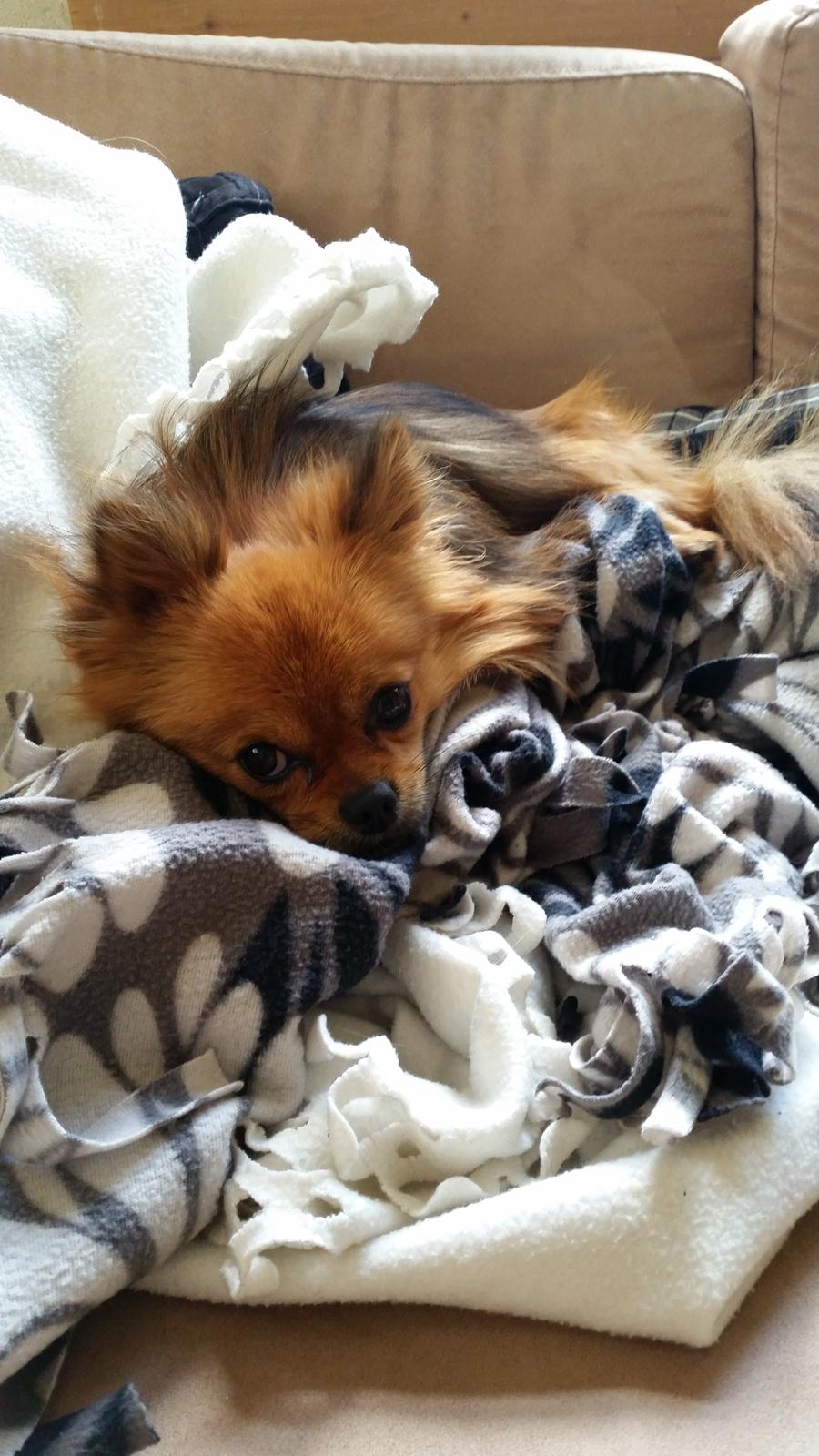 Pomeranian Milo  billede 2