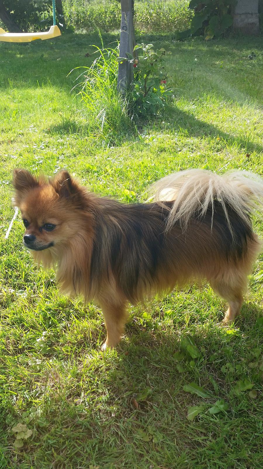Pomeranian Milo  billede 3