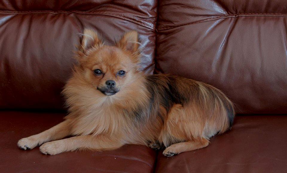 Pomeranian Milo  billede 4