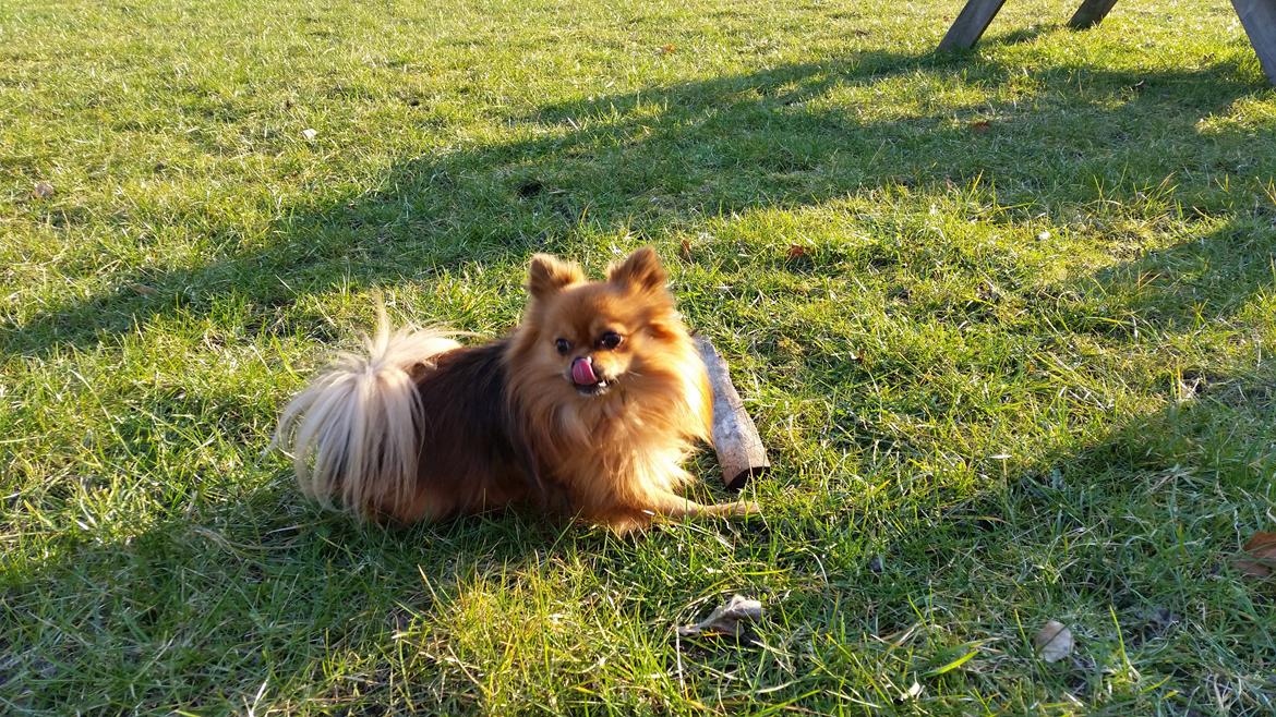 Pomeranian Milo  billede 5