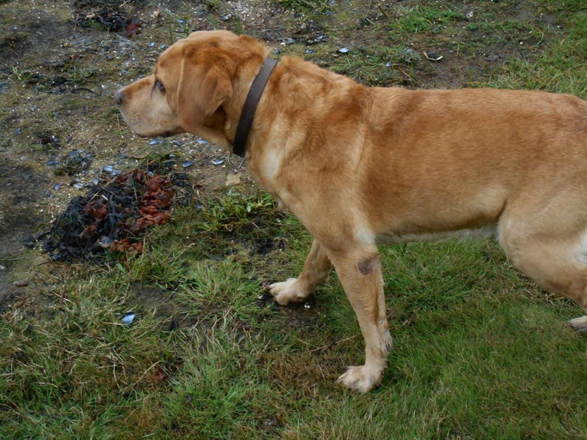 Labrador retriever Jensen billede 1
