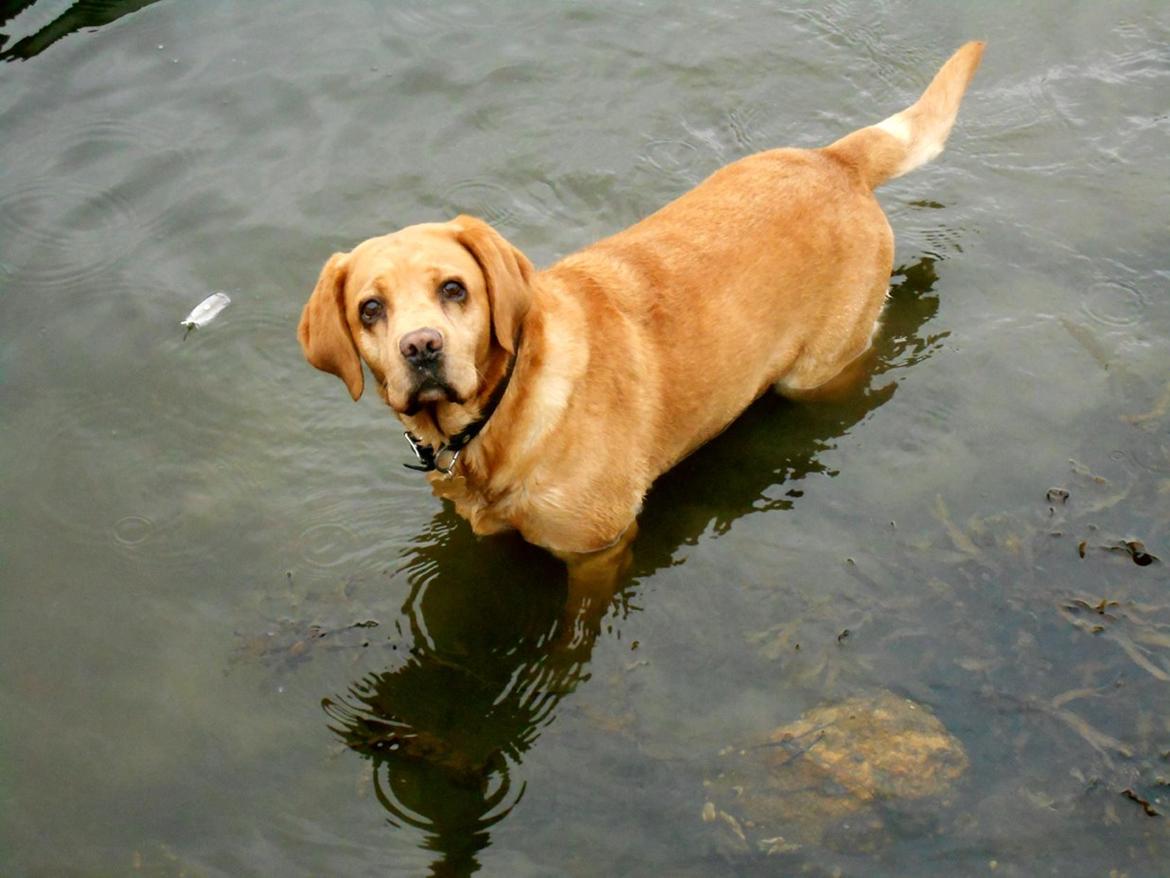Labrador retriever Jensen billede 2