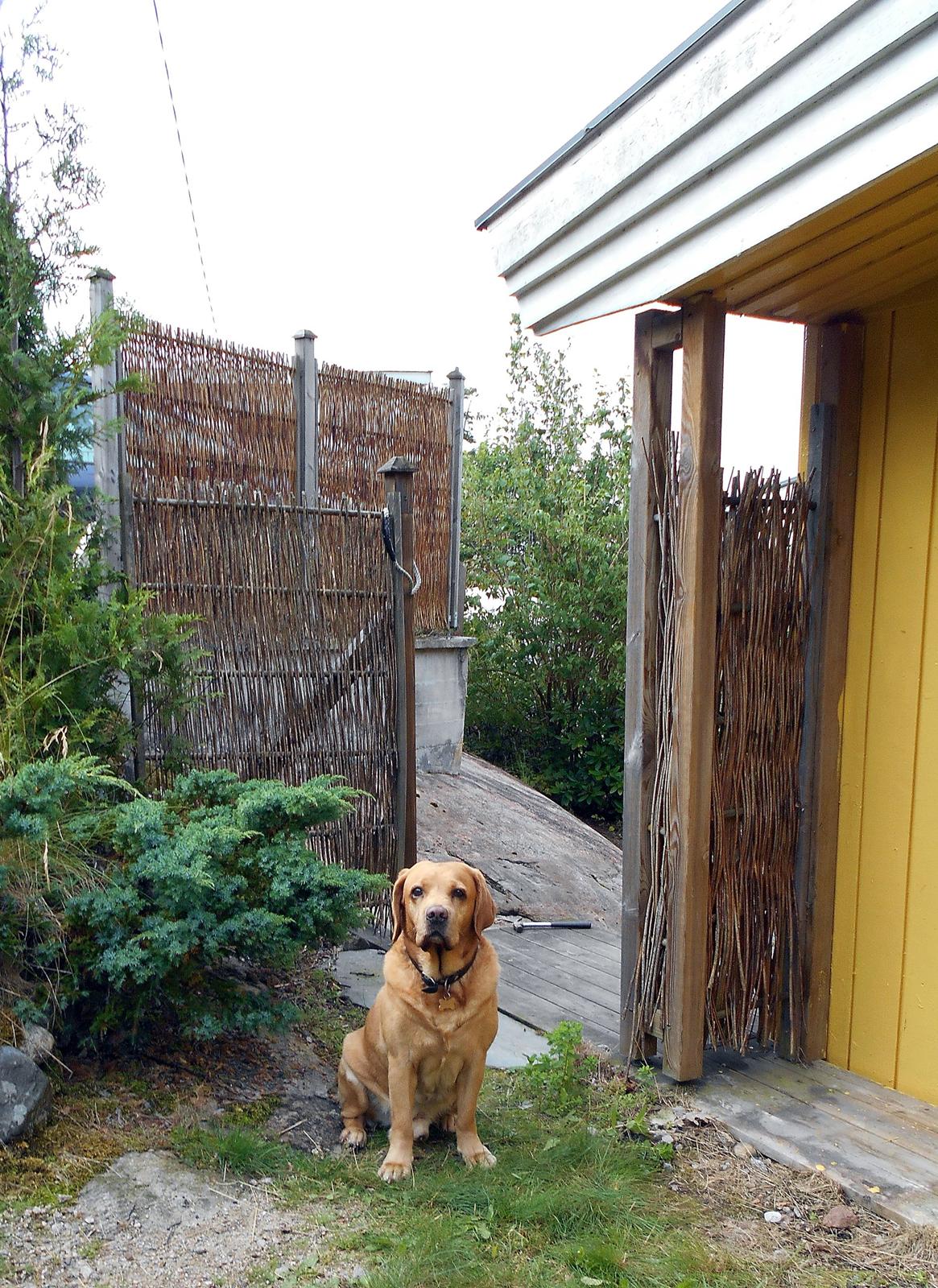 Labrador retriever Jensen billede 3