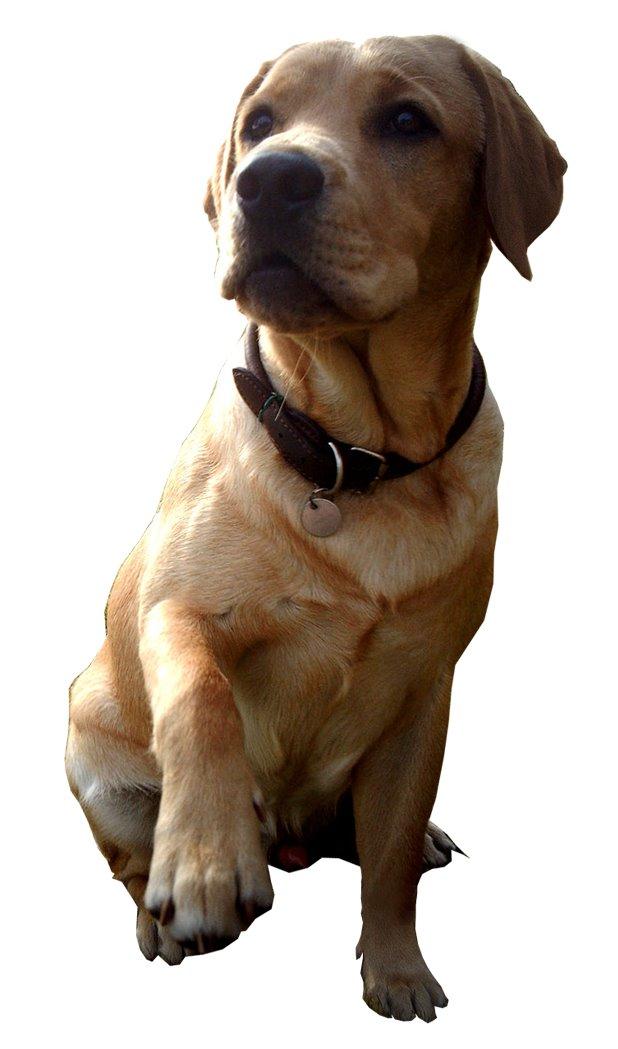 Labrador retriever Jensen billede 4