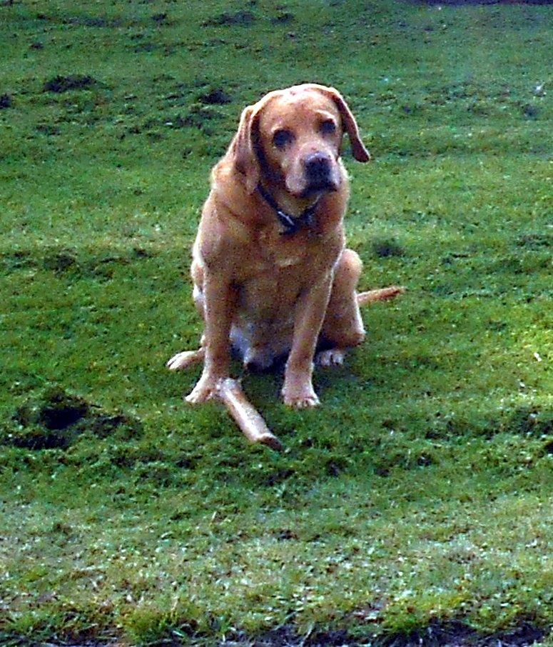 Labrador retriever Jensen billede 5