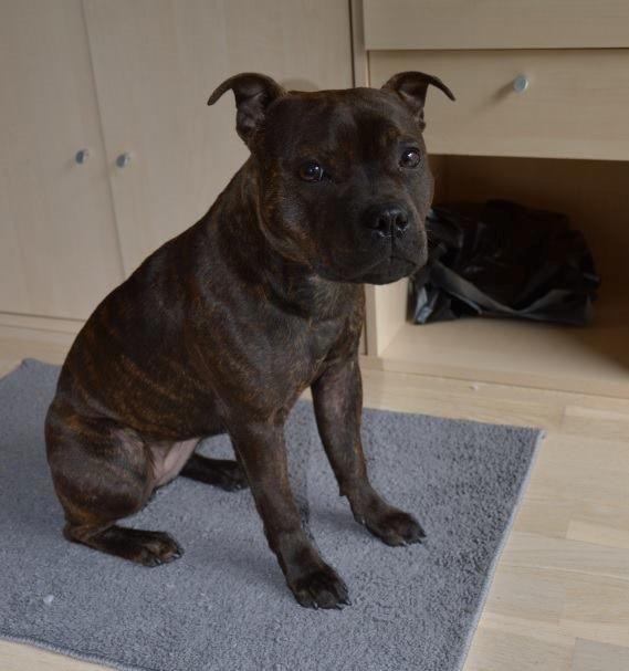 Staffordshire bull terrier Oijo billede 13