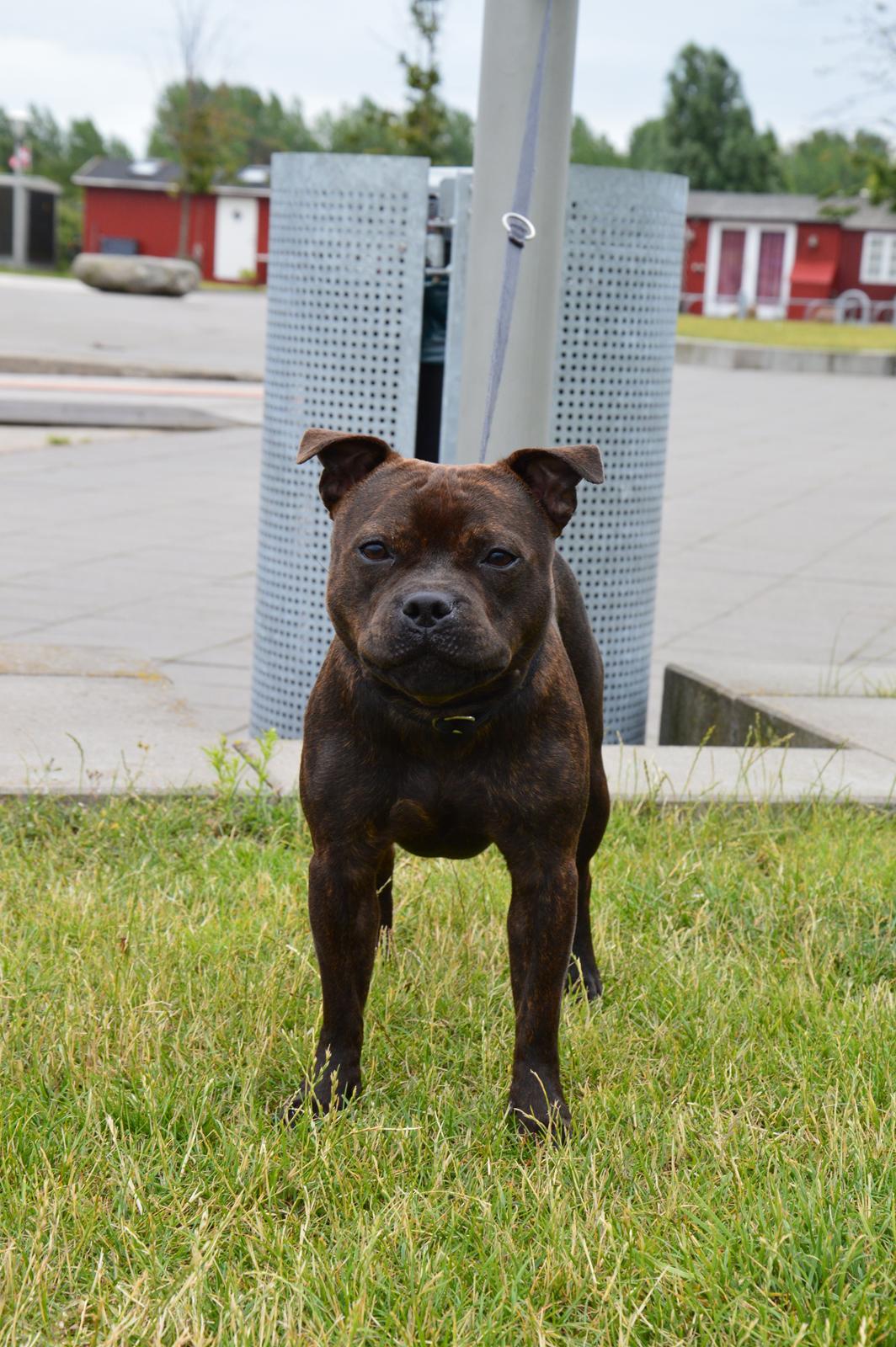 Staffordshire bull terrier Oijo billede 6