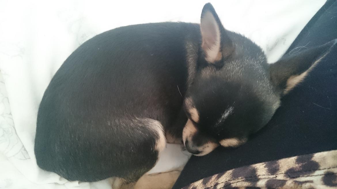 Chihuahua Asterix billede 26