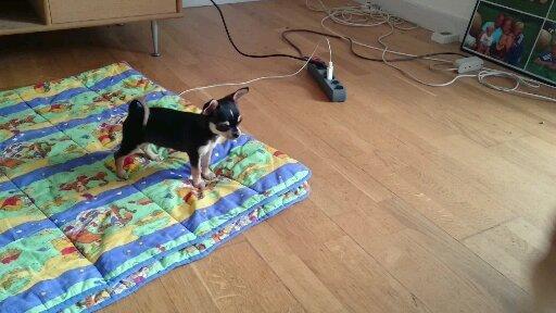 Chihuahua Asterix billede 33