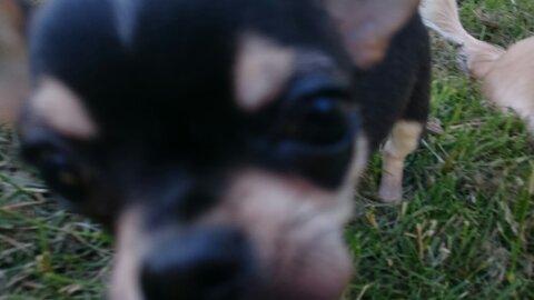 Chihuahua Asterix billede 37